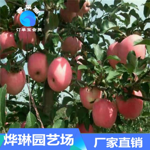 蘋(píng)果苗  紅富士蘋(píng)果苗 蘋(píng)果種苗價(jià)格 紅肉蘋(píng)果苗批發(fā)