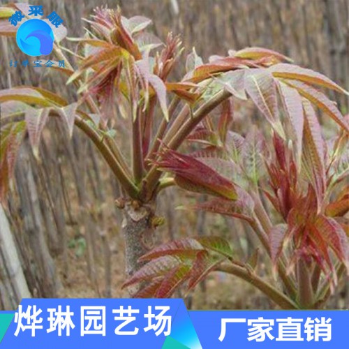 種植香椿苗 矮化香椿苗 紅油香椿苗