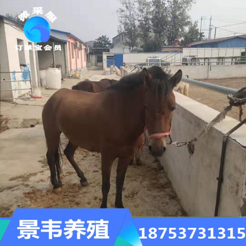 矮馬 熱銷國產小矮馬 國產矮馬價格