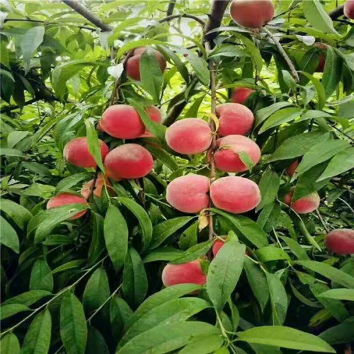 桃樹(shù)苗 幼苗 1年桃樹(shù)苗 優(yōu)良桃樹(shù)苗價(jià)格