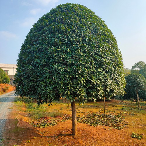 桂花樹價格