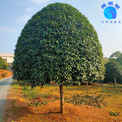 桂花樹(shù)基地