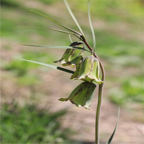 川貝母收購(gòu) 川貝母種植風(fēng)險(xiǎn) 川貝母苗圖片