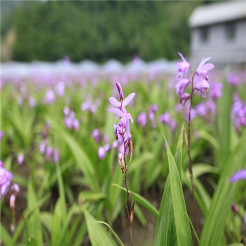 白及、白芨種植技術 白及、白芨種苗 白及、白芨的種植前景