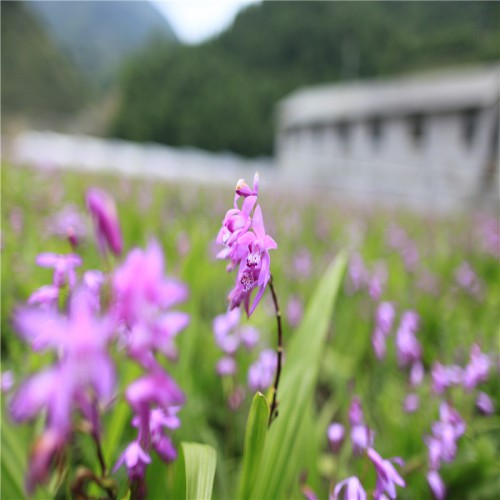 白及、白芨種苗哪里有 白及、白芨的作用與功效