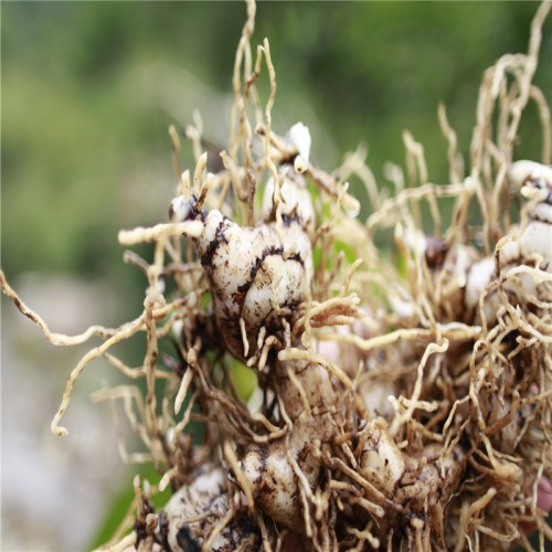 白及、白芨種子哪里有賣的 求購(gòu)白及、白芨種子