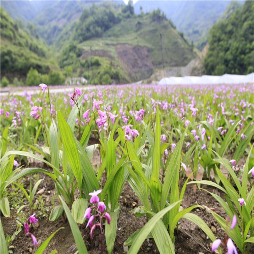 白及、白芨苗一年的好還是兩年的好 白及、白芨苗價(jià)格