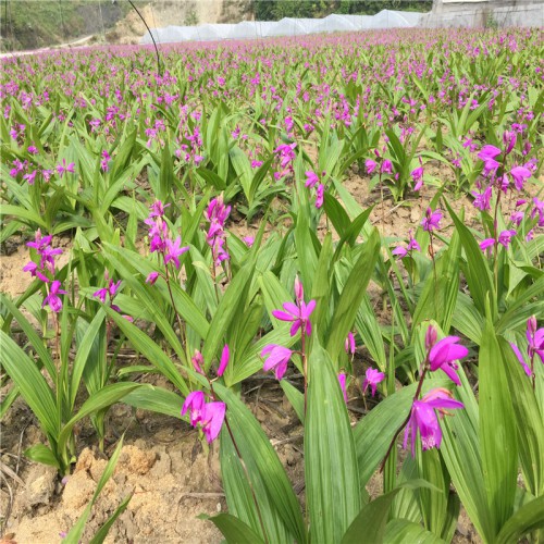 白及、白芨種子價格 白及、白芨價格 白及、白芨藥材價格及前景