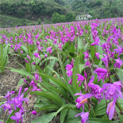 白及、白芨怎么種植 白及、白芨的種植技術視頻