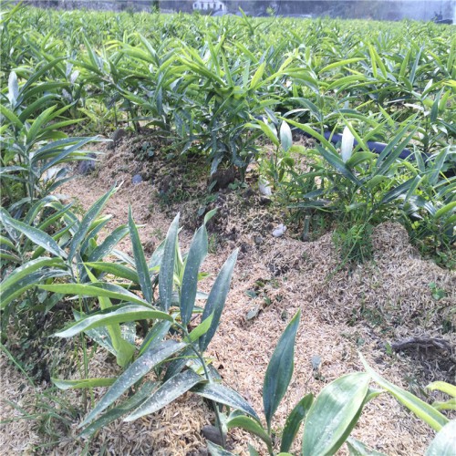 黃精如何種植和培育 黃精的種植與栽培 黃精適合哪里種植