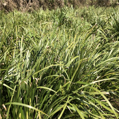 石菖蒲種植技術 石菖蒲種苗 石菖蒲種植前景 石菖蒲種苗哪里有