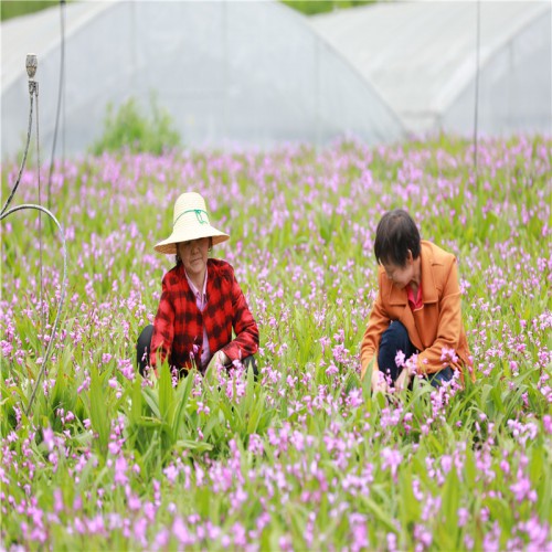 白芨種植技術(shù)、白及、白芨種苗