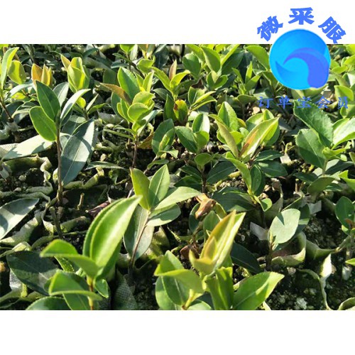 西藏湘林油茶供銷－在哪能買到品種好的湘林油茶