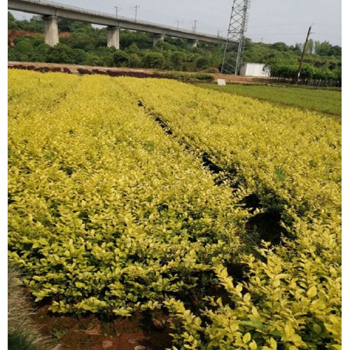 金葉女貞小苗 金葉女貞小苗價格 金葉女貞地栽苗