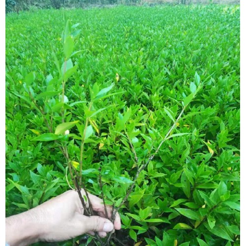 大量供應(yīng)小葉梔子 小葉梔子小苗價格 小葉梔子花小苗價格