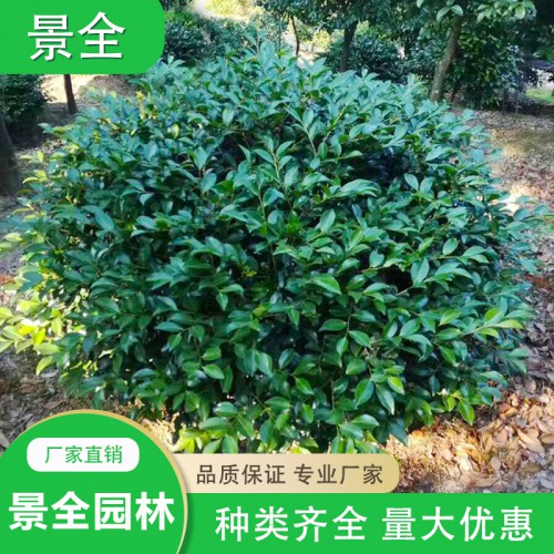 茶梅價格 基地直銷茶梅小苗 茶梅球