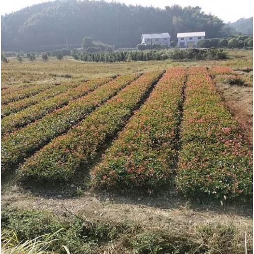 【大量供應】 紅葉石楠小苗價格 紅葉石楠價格