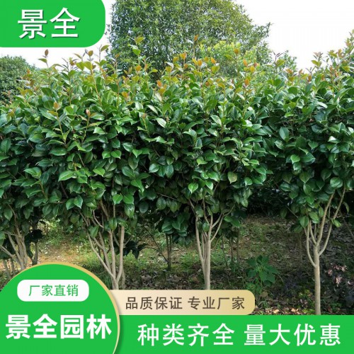 茶花價格 茶花小苗價格 精品高桿茶花球