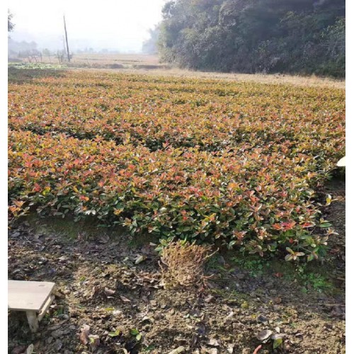 【大量供應】 紅葉石楠小苗價格 紅葉石楠價格