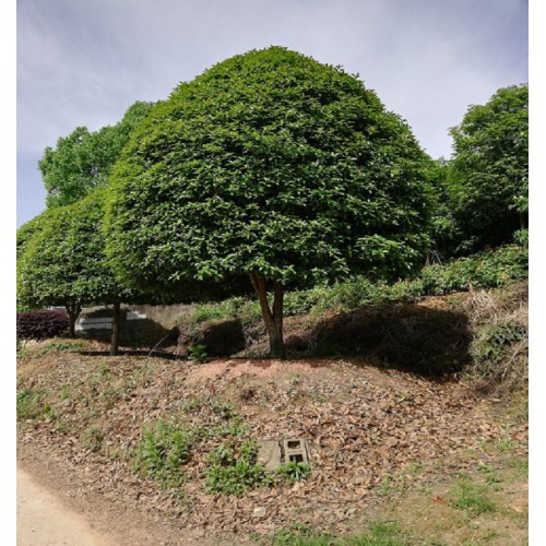 17cm桂花樹 桂花樹價格