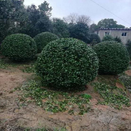 茶花 茶花球 茶花球價格 茶花樹苗苗木廠家商品批發價格