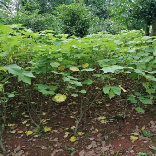 木芙蓉價格 芙蓉花價格 各種規格木芙蓉批發價格