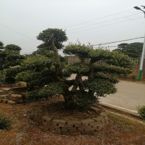 中華蚊母樁價格 造型小葉蚊母樁 小葉蚊母樁景價格