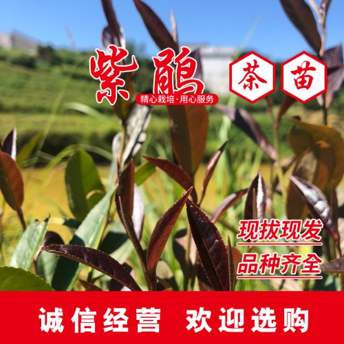 紫鵑茶苗 紫鵑茶葉苗