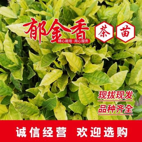 郁金香茶苗 郁金香茶葉苗