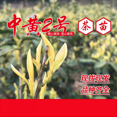 中黃2號(hào)茶苗 中黃2號(hào)茶樹(shù)苗 中黃2號(hào)茶葉苗 黃茶苗