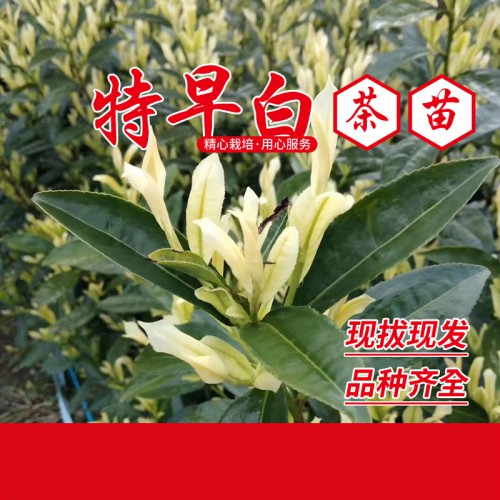 特早奶白茶苗價(jià)格