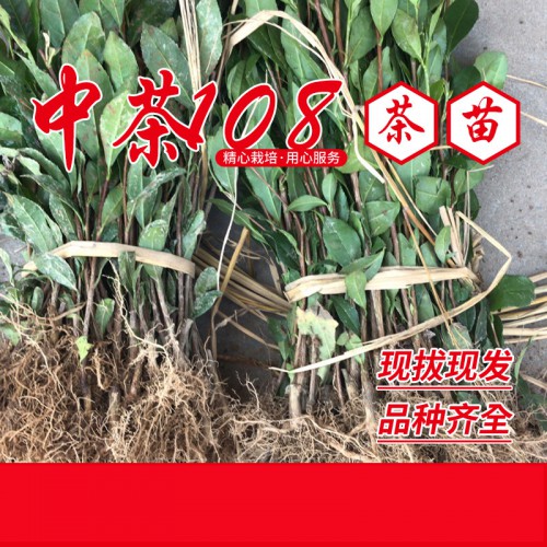 中茶108茶苗 中茶108茶樹(shù)苗基地