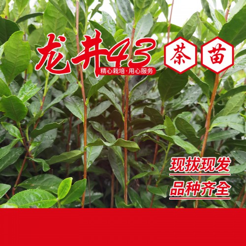 龍井43茶苗,龍井43茶葉苗