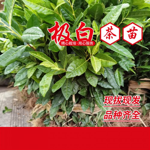 中白1號(hào)茶苗 中白2號(hào)茶苗 中白4號(hào)茶苗