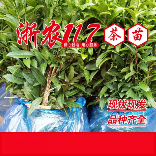 117茶苗 117茶葉茶樹苗 毛尖毛峰苗 芽頭粗壯苗