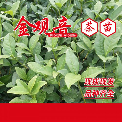 金香玉茶苗 金鑲玉茶苗