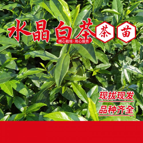 中白2號茶苗 白茶苗 奶白茶苗 中白2號茶樹苗