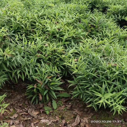 黃精苗 黃精種植基地