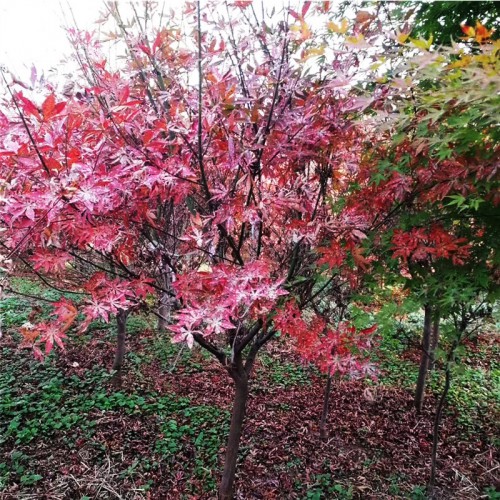 紅楓 種植紅楓基地