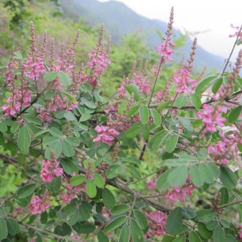 多花木蘭種子 林木多花木蘭種子