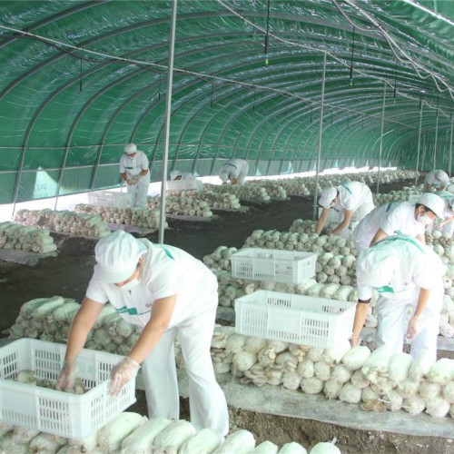 菜棚搭建 建溫室大棚造價 種植花卉大棚要投資 平菇大棚建造