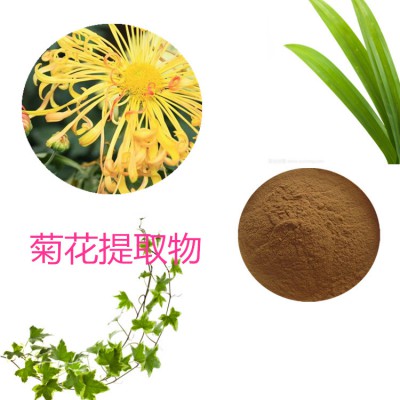 菊花提取物 水提 10:1 菊花粉 水溶