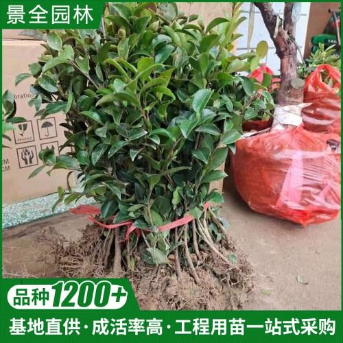 茶梅 茶梅小苗 批發(fā)茶梅