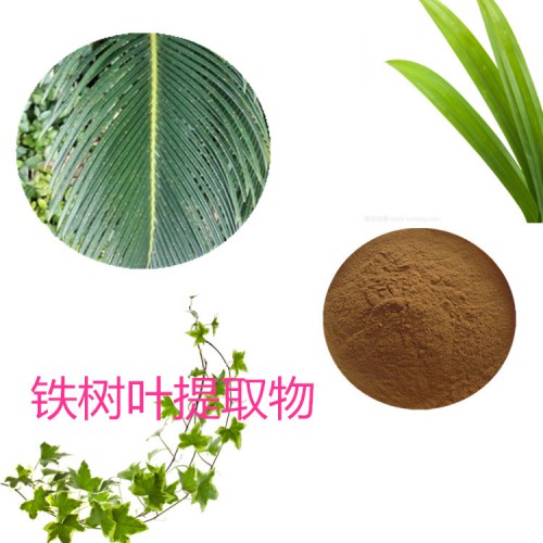 鐵樹葉提取物 鐵樹葉速溶粉 鐵樹葉浸膏 鐵樹葉粉