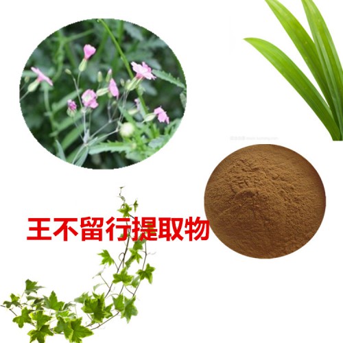 王不留行提取物  王不留行粉 王不留行速溶粉