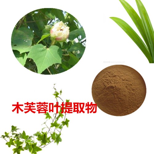 木芙蓉葉提取物  木芙蓉葉粉 木芙蓉葉速溶粉