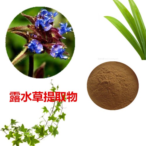 露水草提取物 露水草粉 露水草速溶粉 露水草浸膏粉