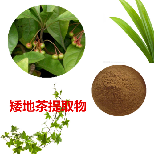 矮地茶提取物 矮地茶粉 矮地茶速溶粉 矮地茶浸膏粉