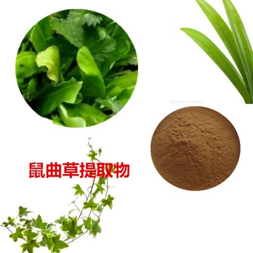鼠曲草提取物 鼠曲草粉 鼠曲草速溶粉 鼠曲草浸膏粉