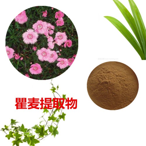 瞿麥提取物 10：1  瞿麥粉  瞿麥速溶粉 瞿麥浸膏粉